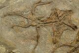 Wide Plate Of Fossil Brittle Stars & Starfish #376928-2